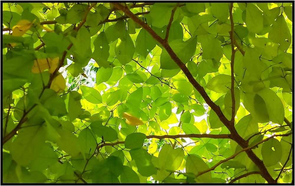 Illuminated leaves, green nature treetop.