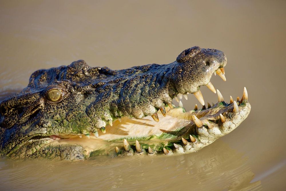 Wild saltwater crocodile, Adelaide River, Australia.