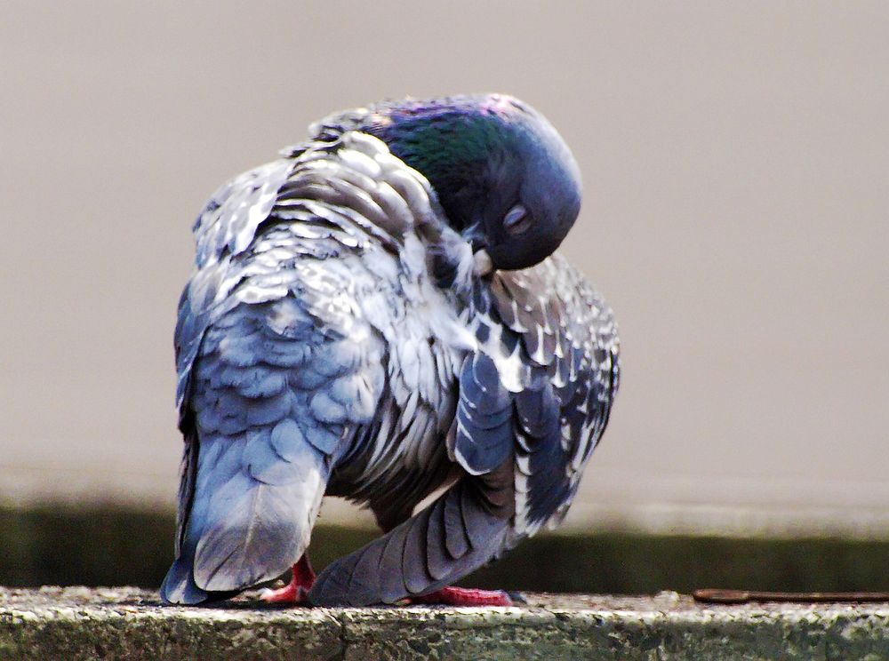 Pigeon PreeningWell, that's what a pigeon looks like when it's preening!