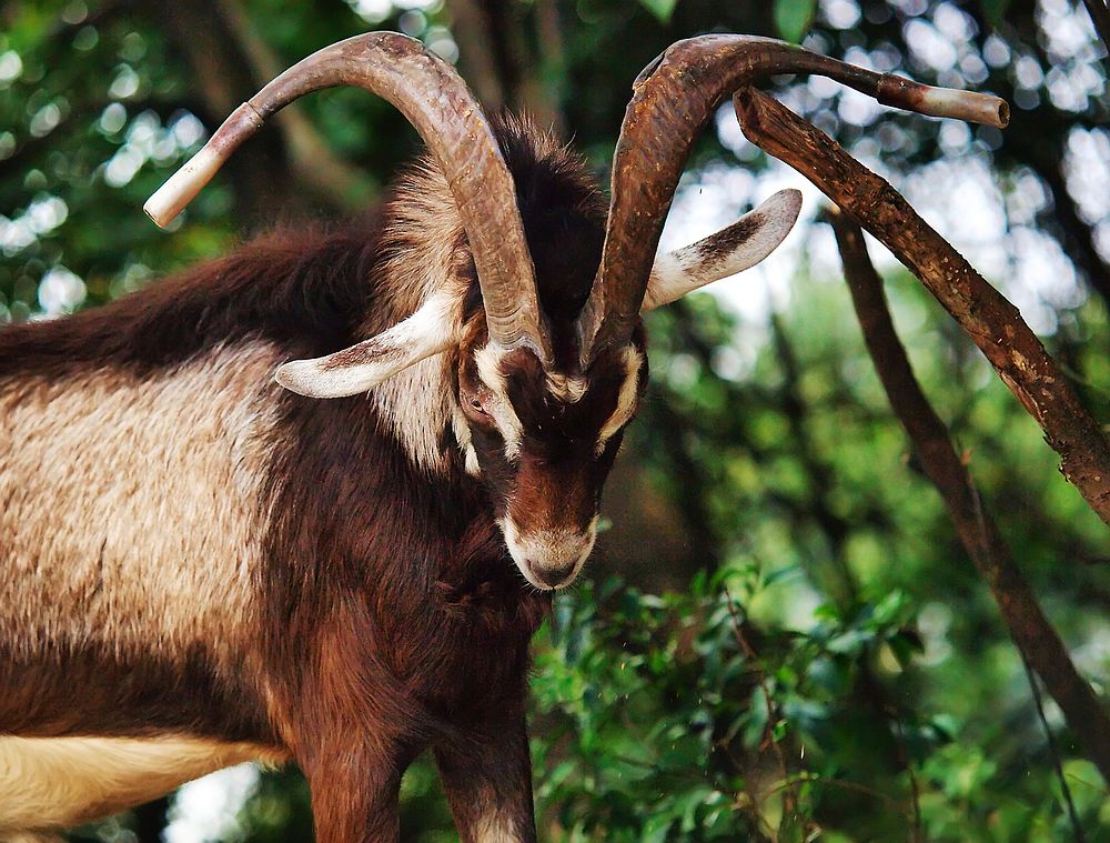 "You Looking for Trouble"A semi-wild, semi-domesticated Formosan goat antelope.
