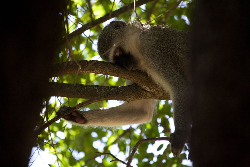 When you're tired, you're tired! This grey, white and brown monkey rests its' head on a tree branch and holds on for dear…