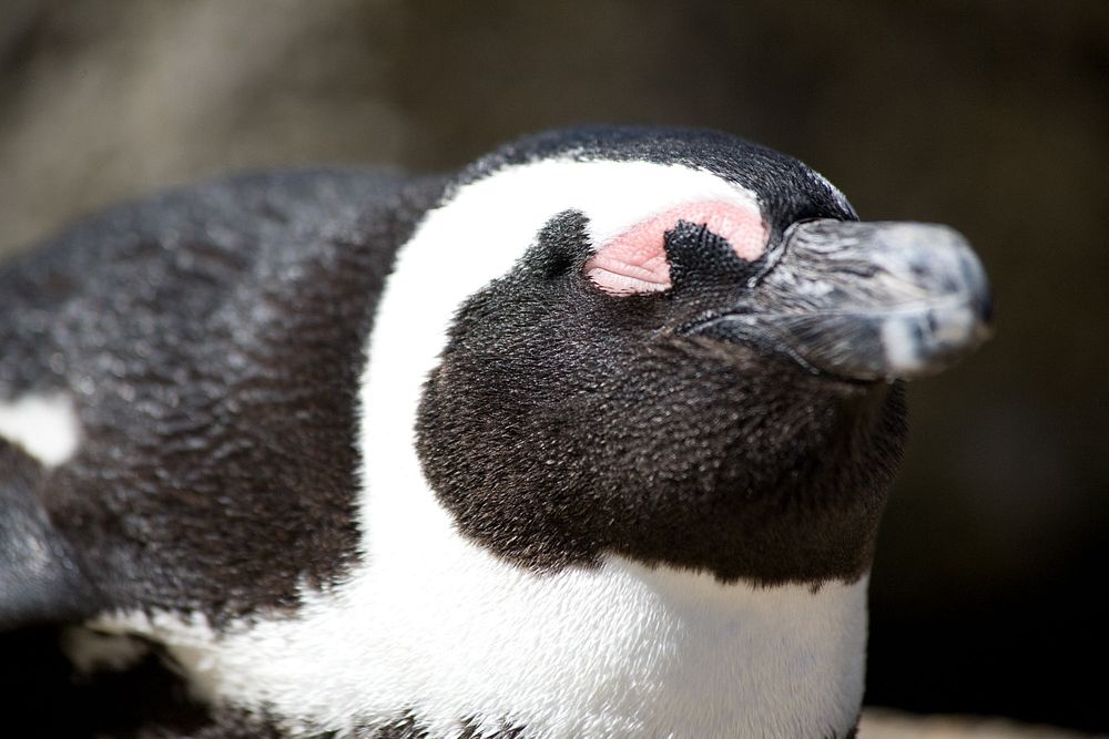 A close-up, angled view of an African penguin's face as they lie on their tummy, highlights its' gorgeous black and white…