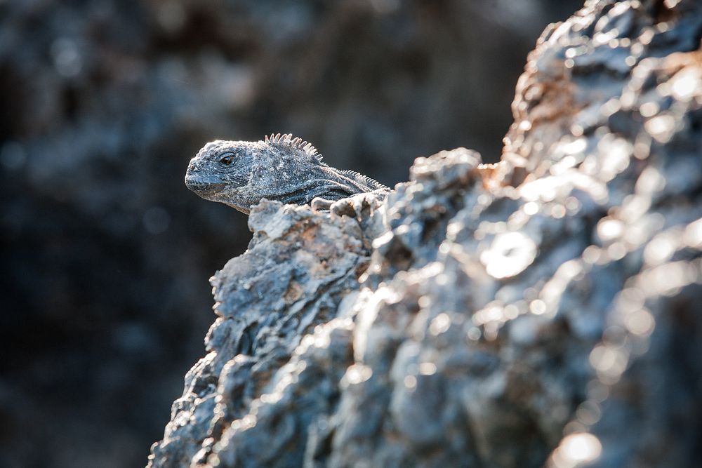 An iguana's head pokes out over the edge of a rock that is the exact same color as he is.