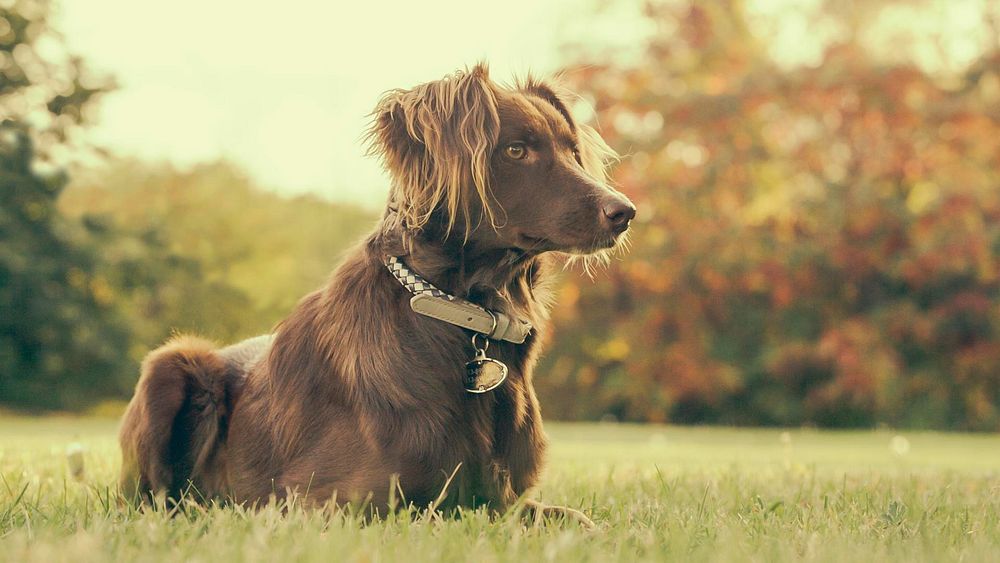 German longhaired pointer dog.