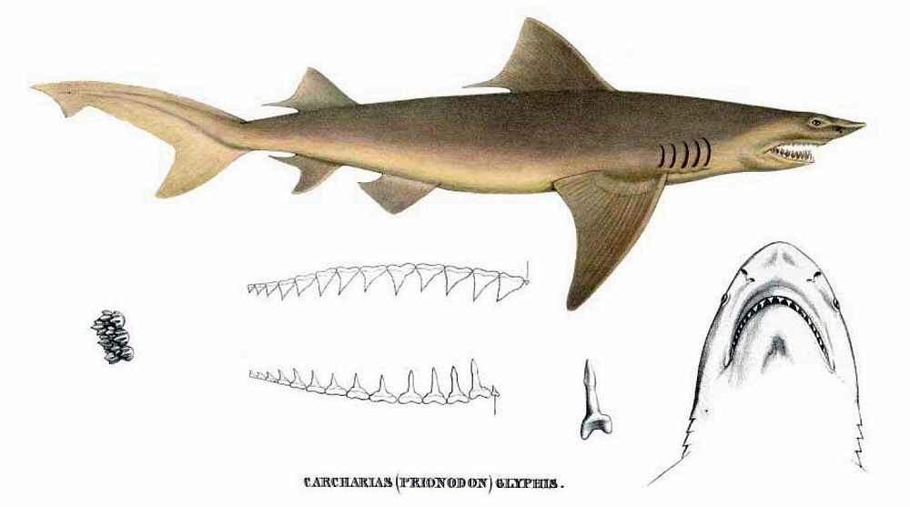 Carcharias glyphis (=Glyphis glyphis) (1839) by Müller & Henle.