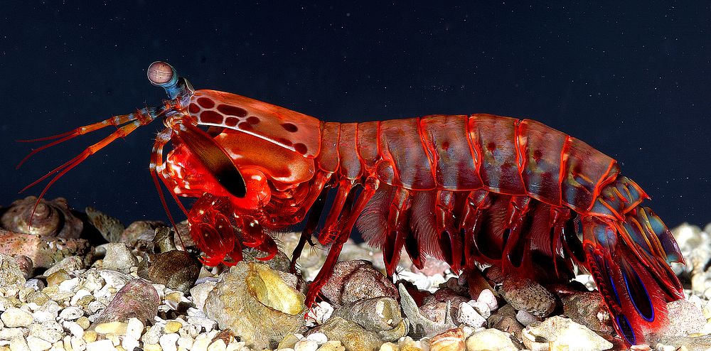 A photograph of A female Odontodactylus Scyllarus mantis shrimp. Mantis shrimp or stomatopods are an ancient group of marine…