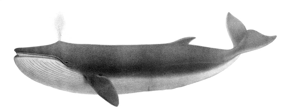 Balaenoptera physalus (1872)