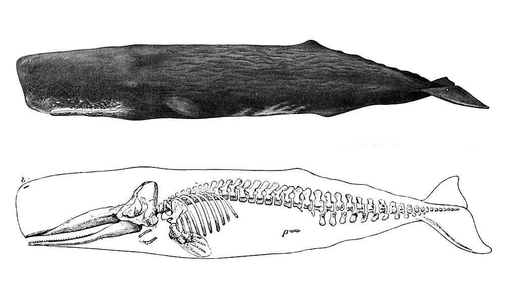 Physeter_macrocephalus