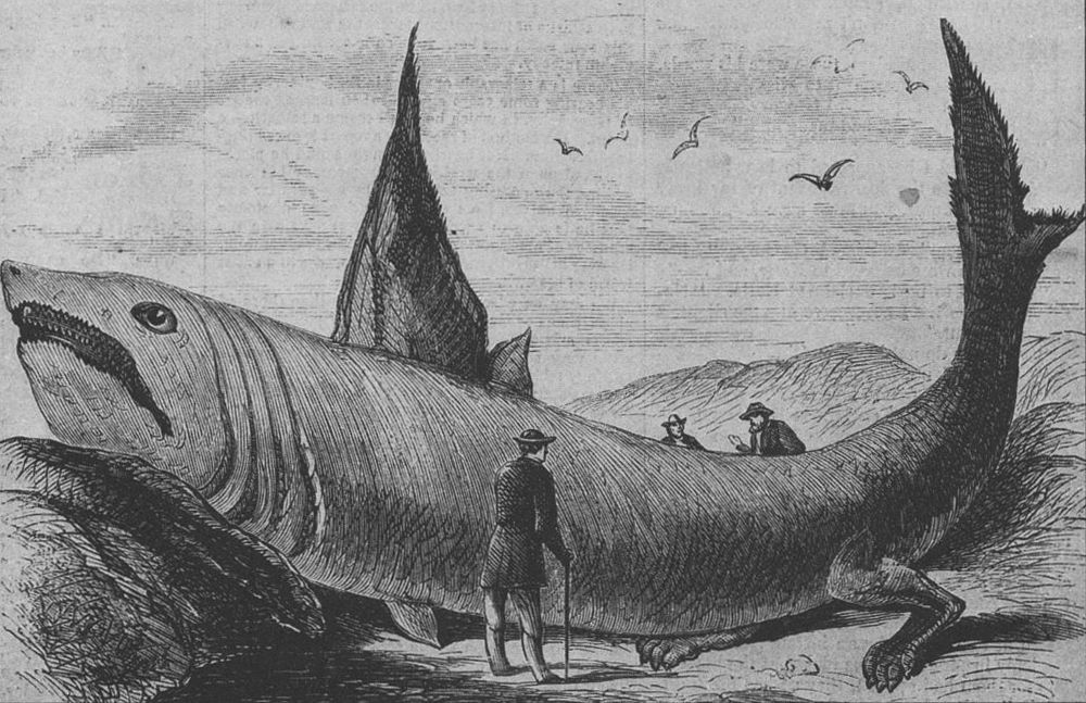 The "wonderful fish" described in Harper's Weekly, October 24, 1868. It is likely this was a basking shark.