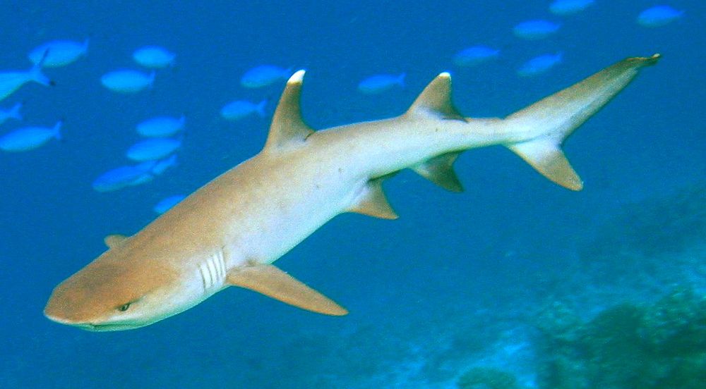 Whitetip reef shark (Triaenodon obesus). Photographed by Jan Derk in March 2006 in Fihalhohi, Maldives.