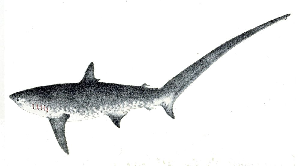 Alopias vulpinus (1881) by F. Schönfeld.