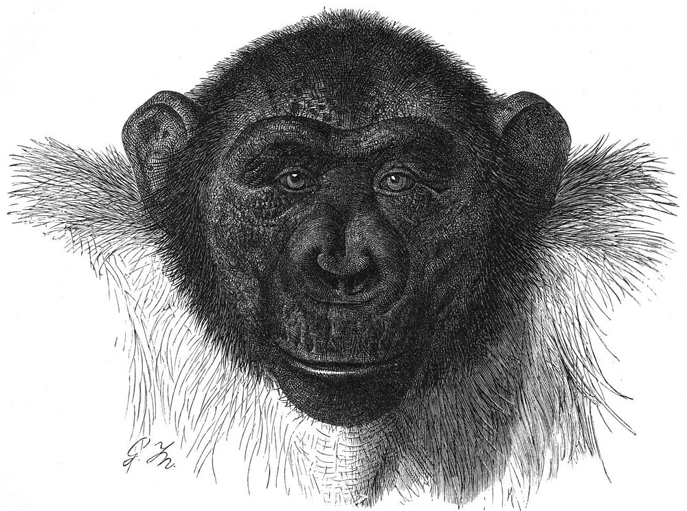 Schimpanse-drawing