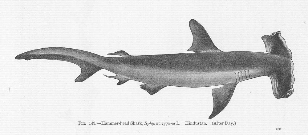 Hammer-head Shark, Sphyrna zygaena L. HindustanSubject: Hammerhead sharksTag: Fish