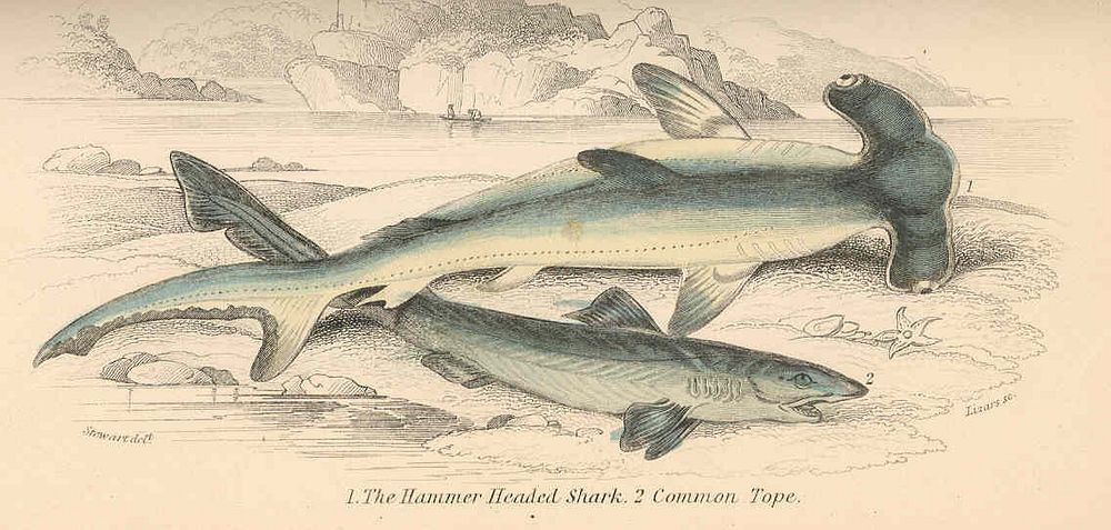 Hammer-Headed Shark (1); Common Tope (2)Subject: Sharks, Galeorhinus galeusTag: Fish