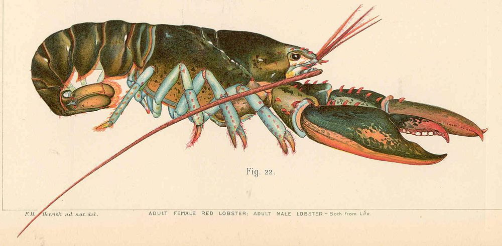 Adult Male LobsterSubject: American lobster, LobstersTag: Shellfish