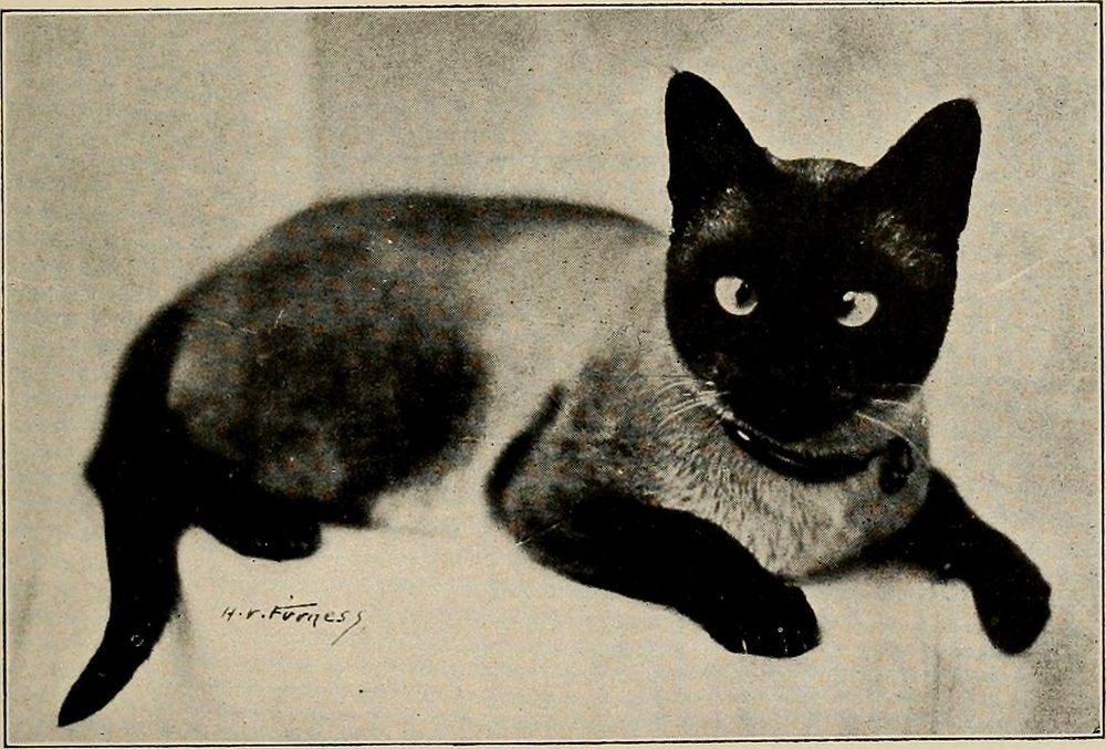 Identifier: petshowtocarefor00cran (find matches)Title: Pets and how to care for themYear: 1921 (1920s)Authors: Crandall…