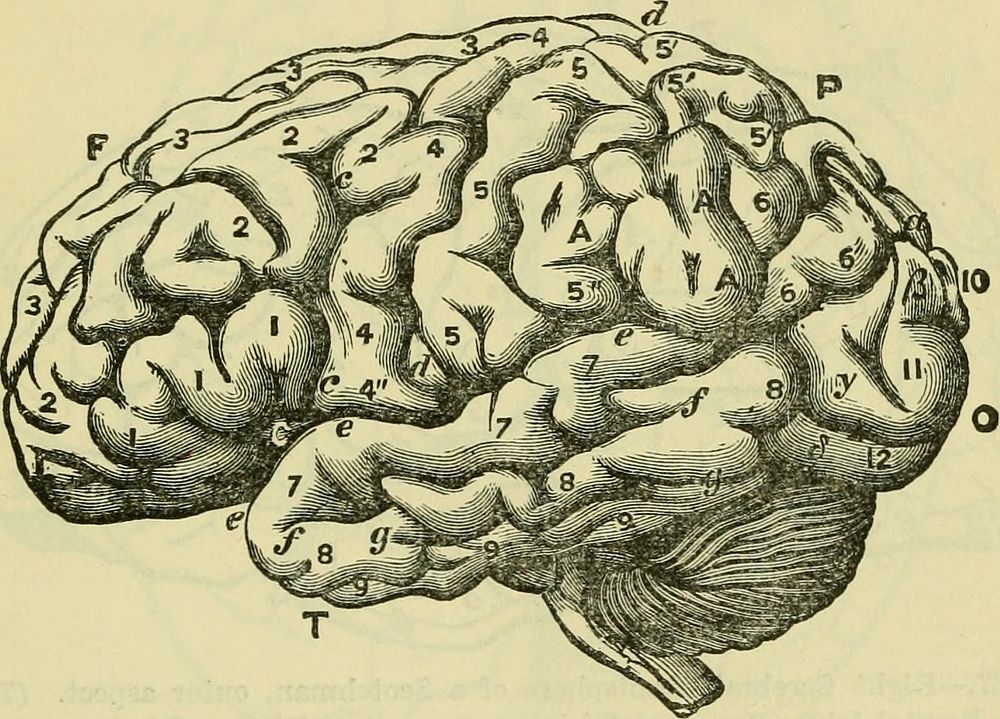 Identifier: brainasorganofmi00bast (find matches)Title: The brain as an organ of mindYear: 1896 (1890s)Authors: Bastian, H.…