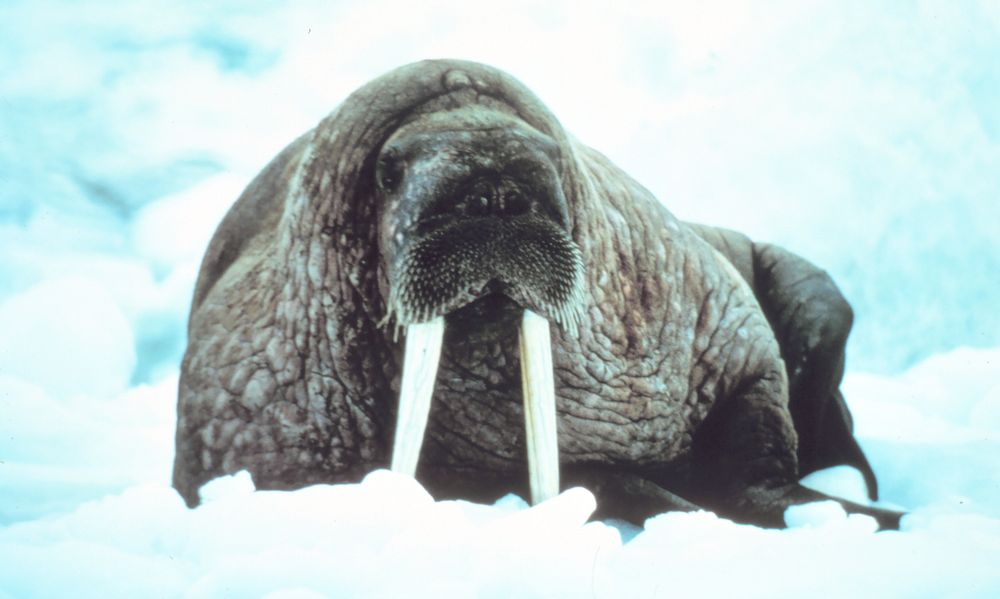 A large Walrus (Odobenus rosmarus divergens) resting on sea ice, Bering Sea, Alaska.