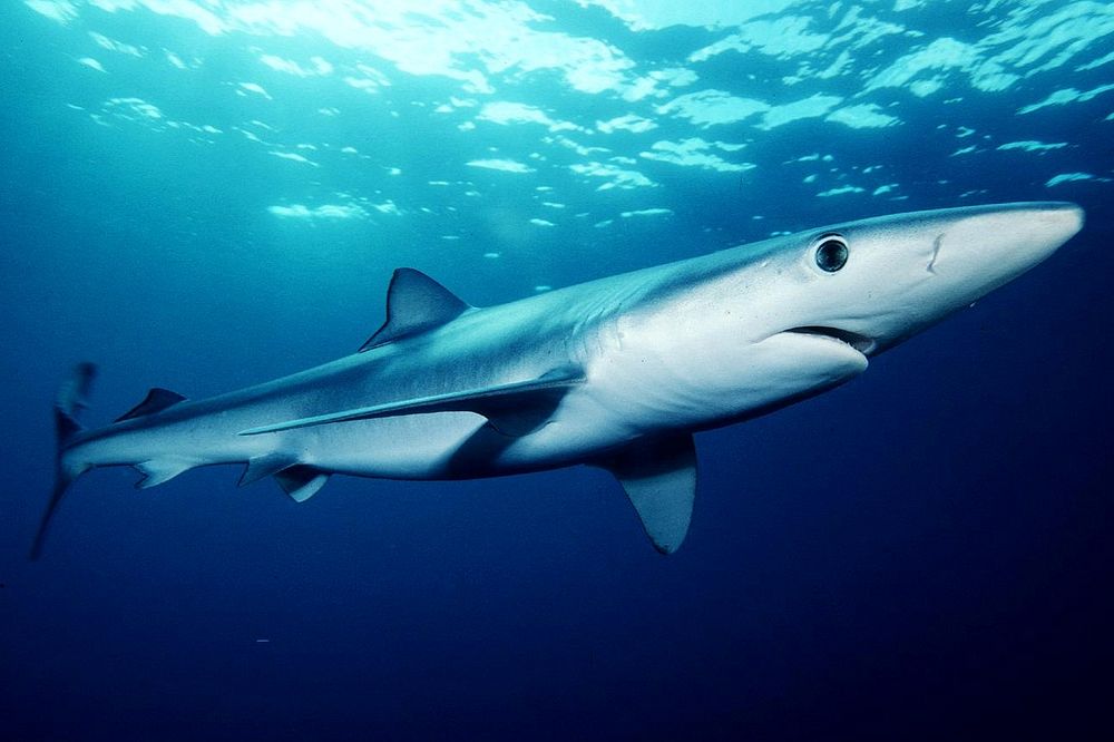 Blue shark (Prionace glauca) off southern California