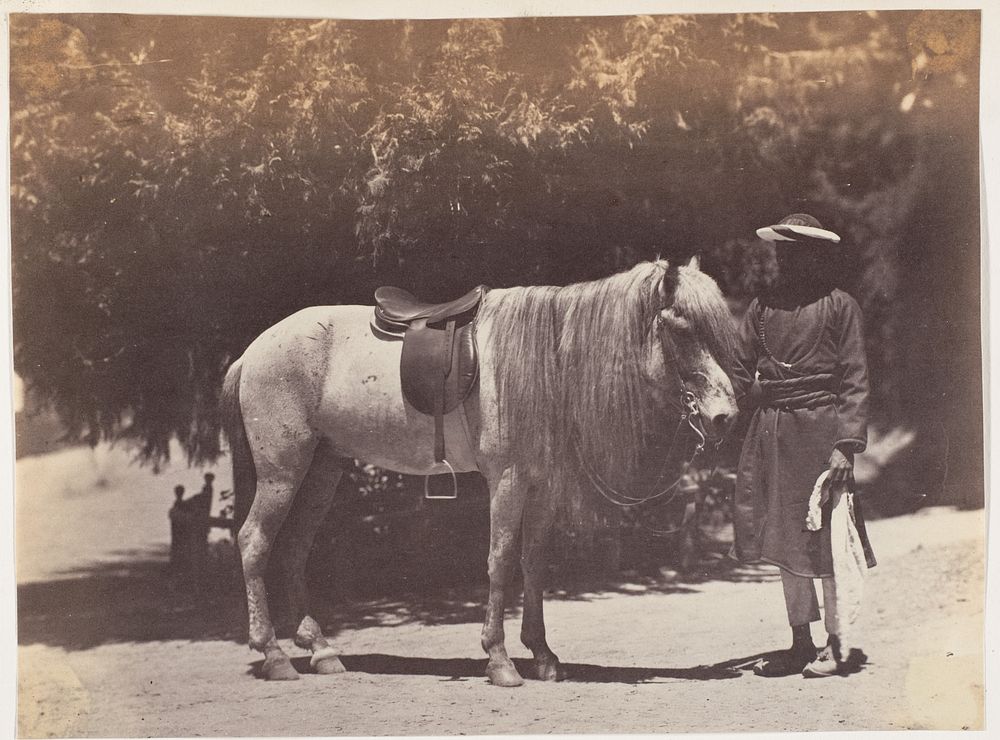 [Lord Canning's Hill Pony]