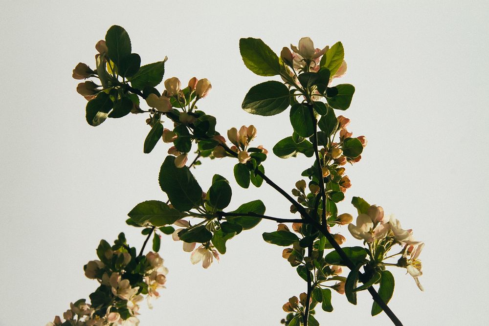 Free flower branch image, public domain CC0 photo.