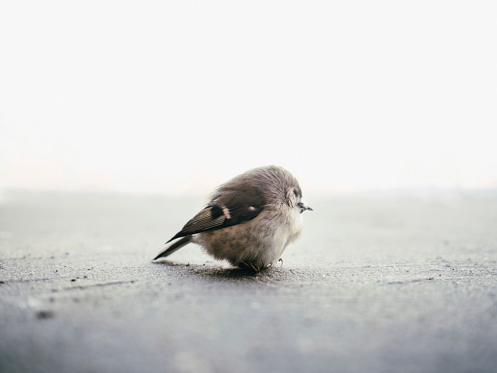 Free little bird image, public domain CC0 photo.