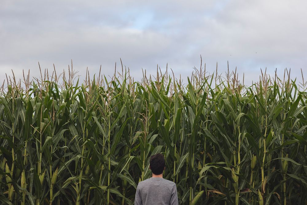 Free man stands in front of corn field image, public domain people CC0 photo.