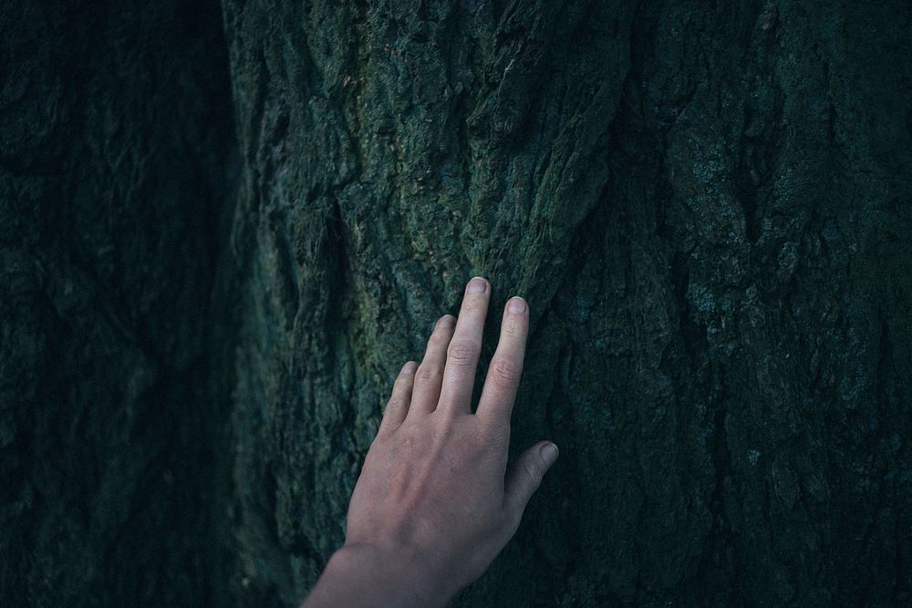 Free hand touches tree image, public domain people CC0 photo.