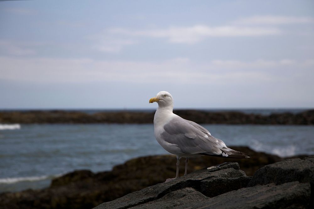 Free white seagull bird background image, public domain CC0 photo.