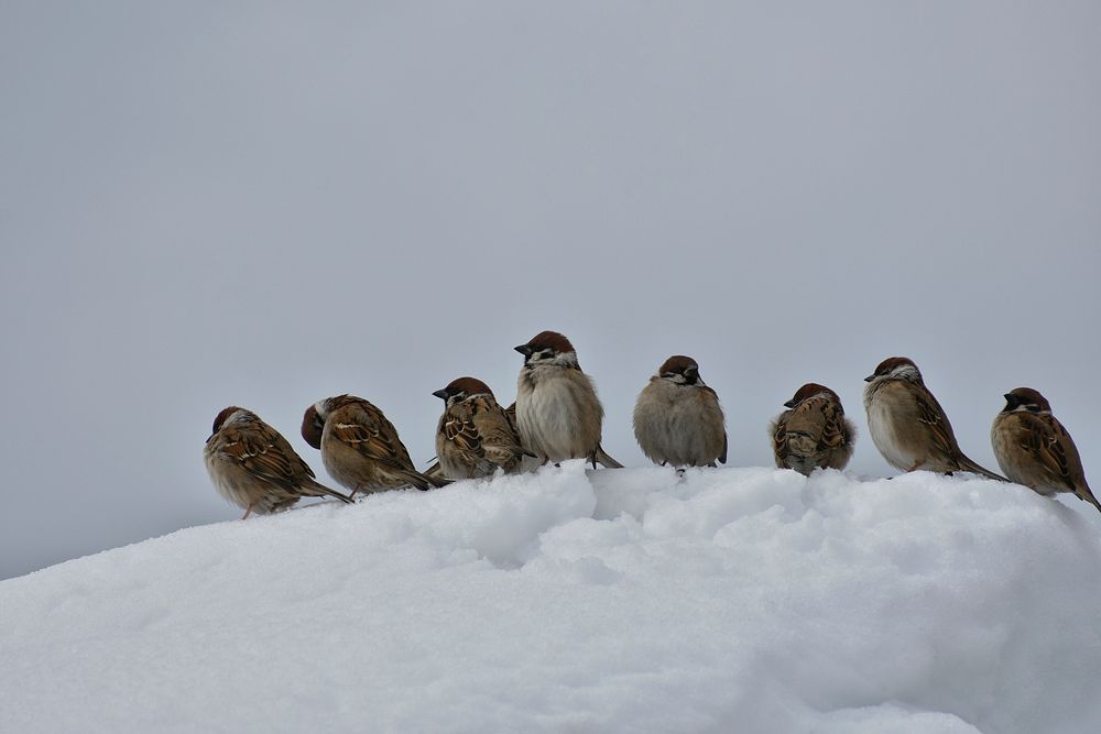 Free little birds in the snow image, public domain CC0 photo.