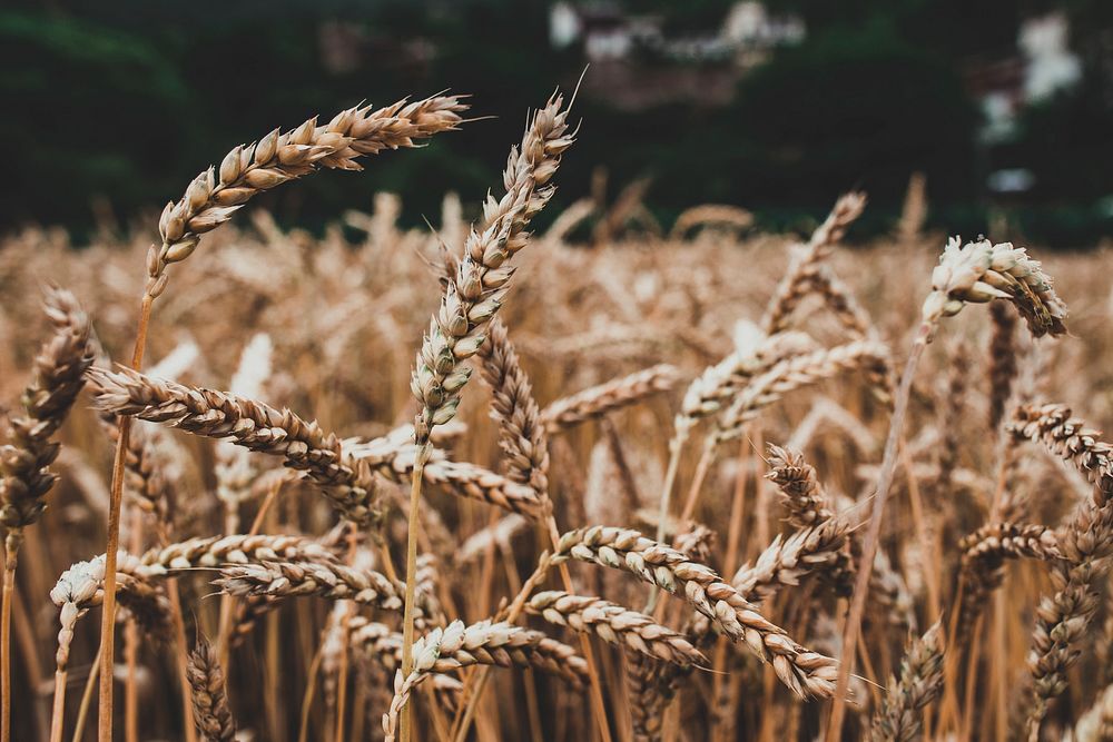 Free wheat field image, public domain food CC0 photo.