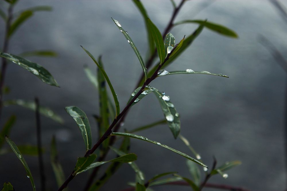 Free close up water droplet on green grass, public domain nature CC0 photo.