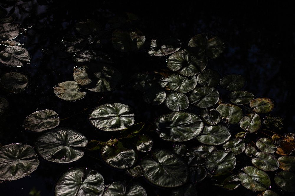 Free lotus leaf image, public domain nature CC0 photo.