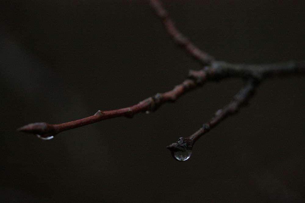 Free water drop on branch image, public domain nature CC0 photo.