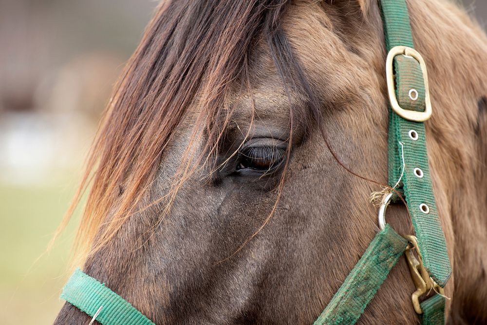 Free closeup image of brown horse, public domain animal CC0 photo.