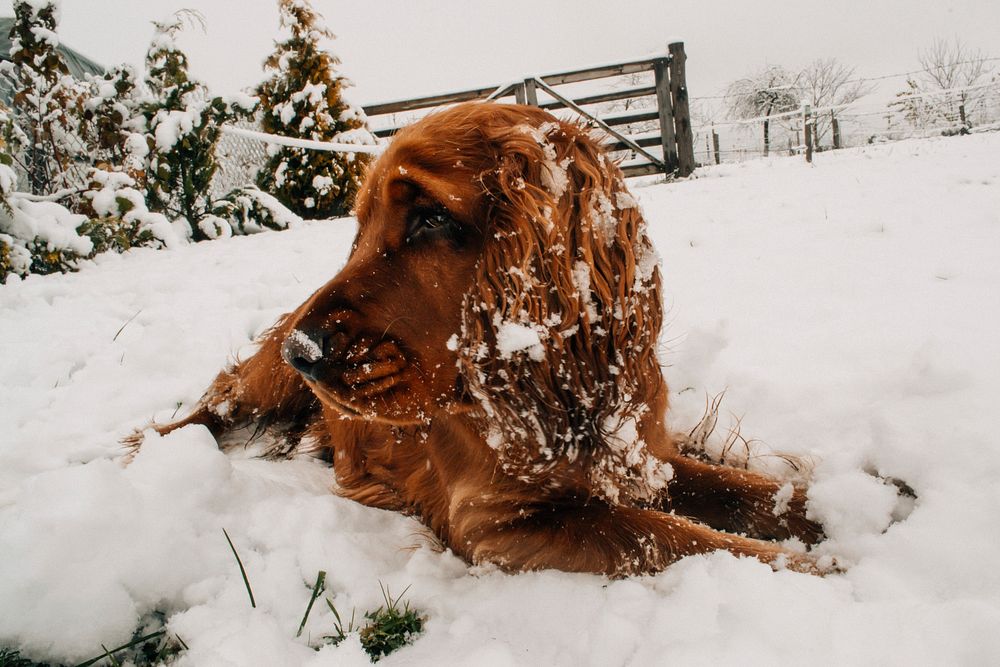 Free brown dog lying on snow image, public domain animal CC0 photo.