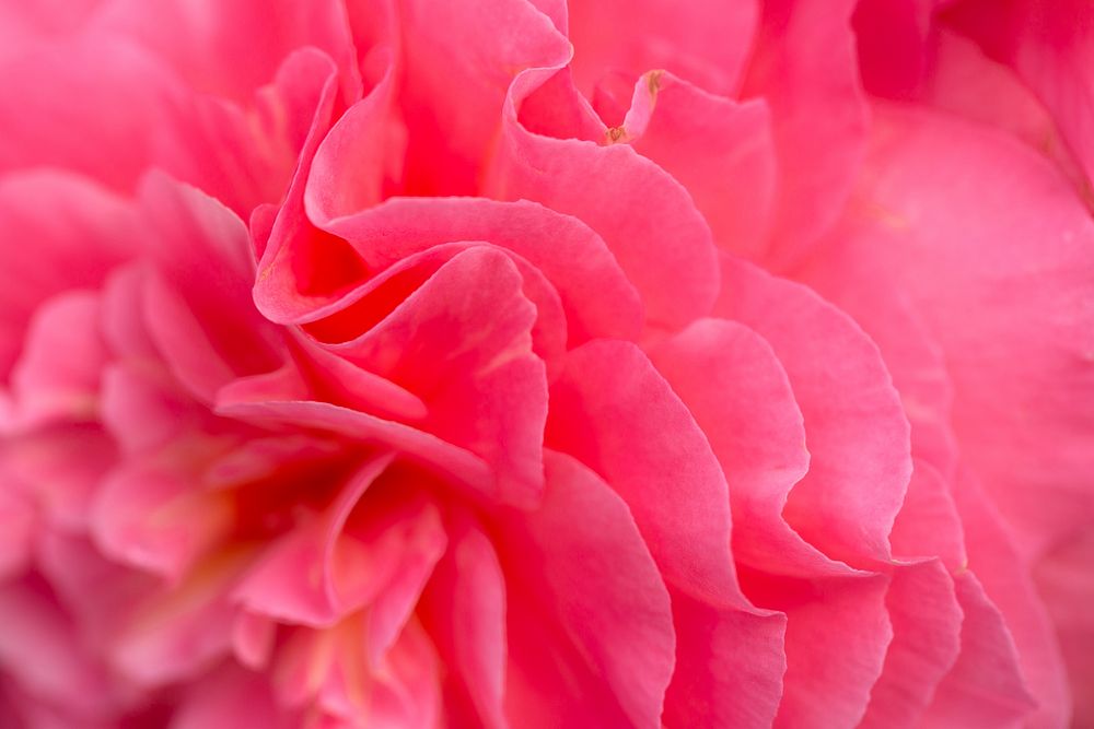 Free pink peonyimage, public domain flower CC0 photo.