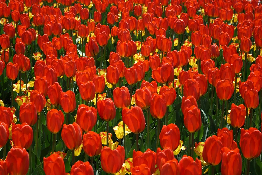 Free red tulip image, public domain flower CC0 photo.