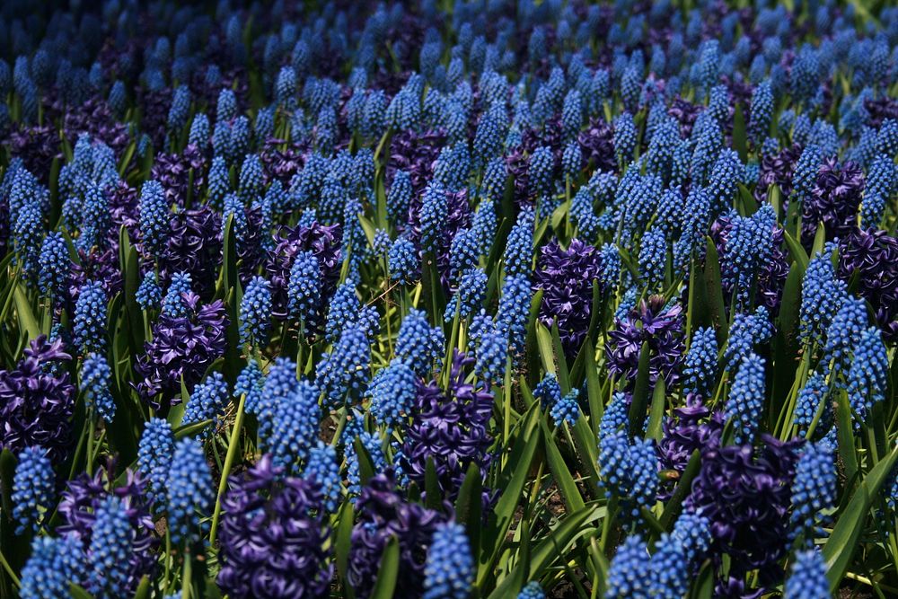 Free grape hyacinth image, public domain flower CC0 photo.