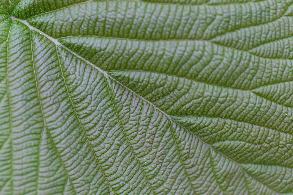 Free green leaf macro image, public domain plant CC0 photo.