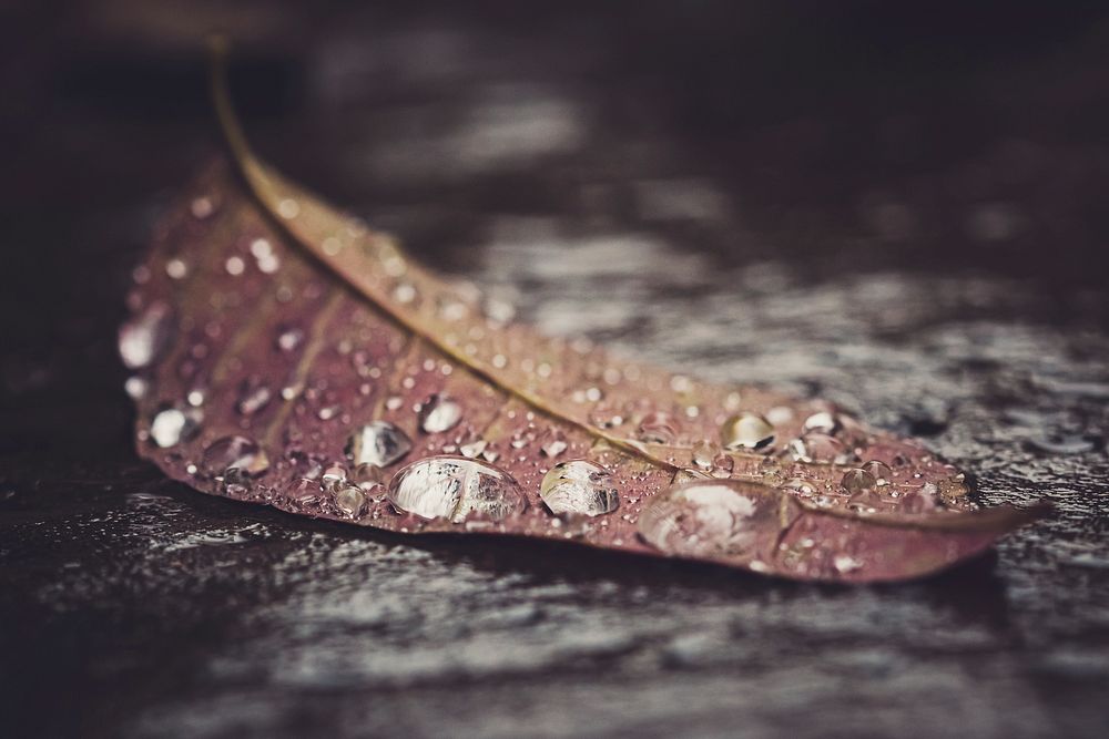Free closeup on autumn leaf photo, public domain nature CC0 image.