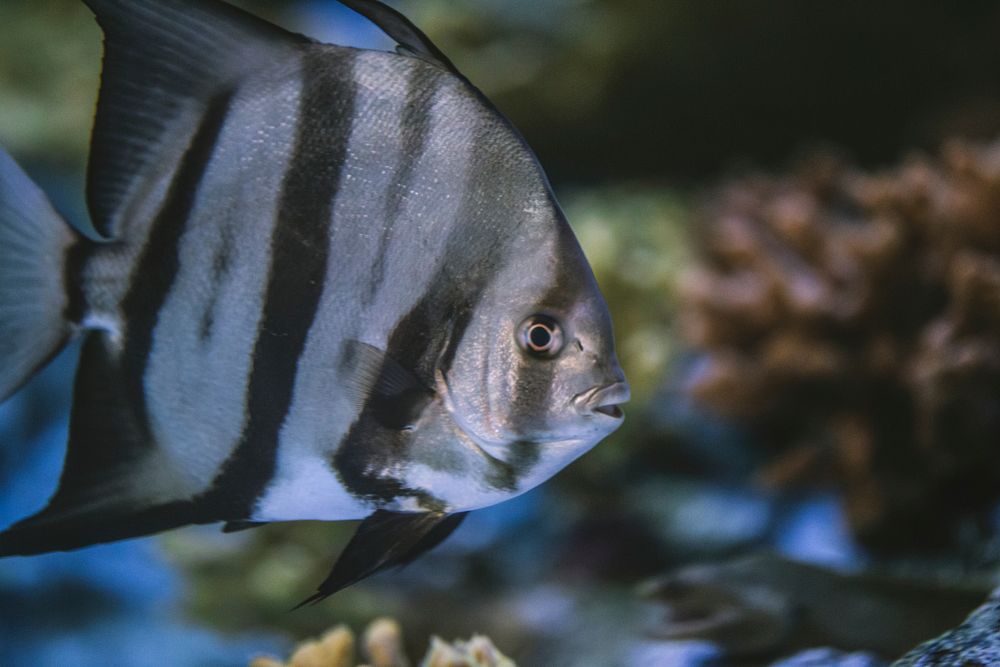 Free angelfish image, public domain animal CC0 photo. 