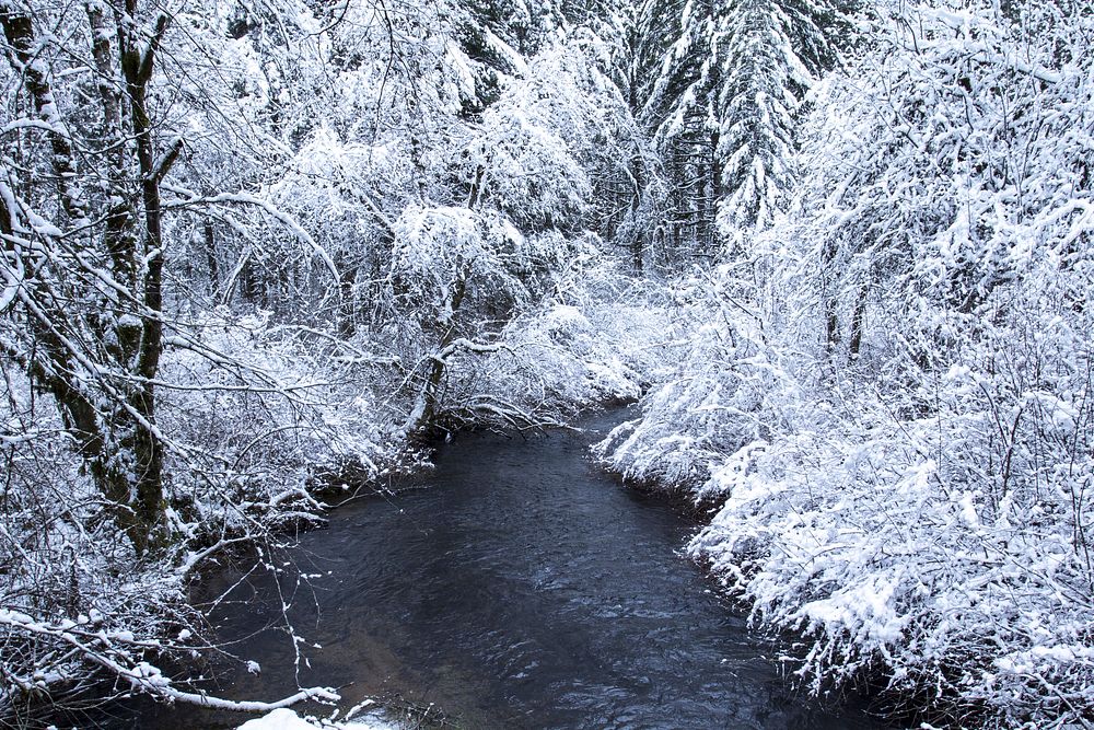 Free winter snow trees photo, public domain winter CC0 image.