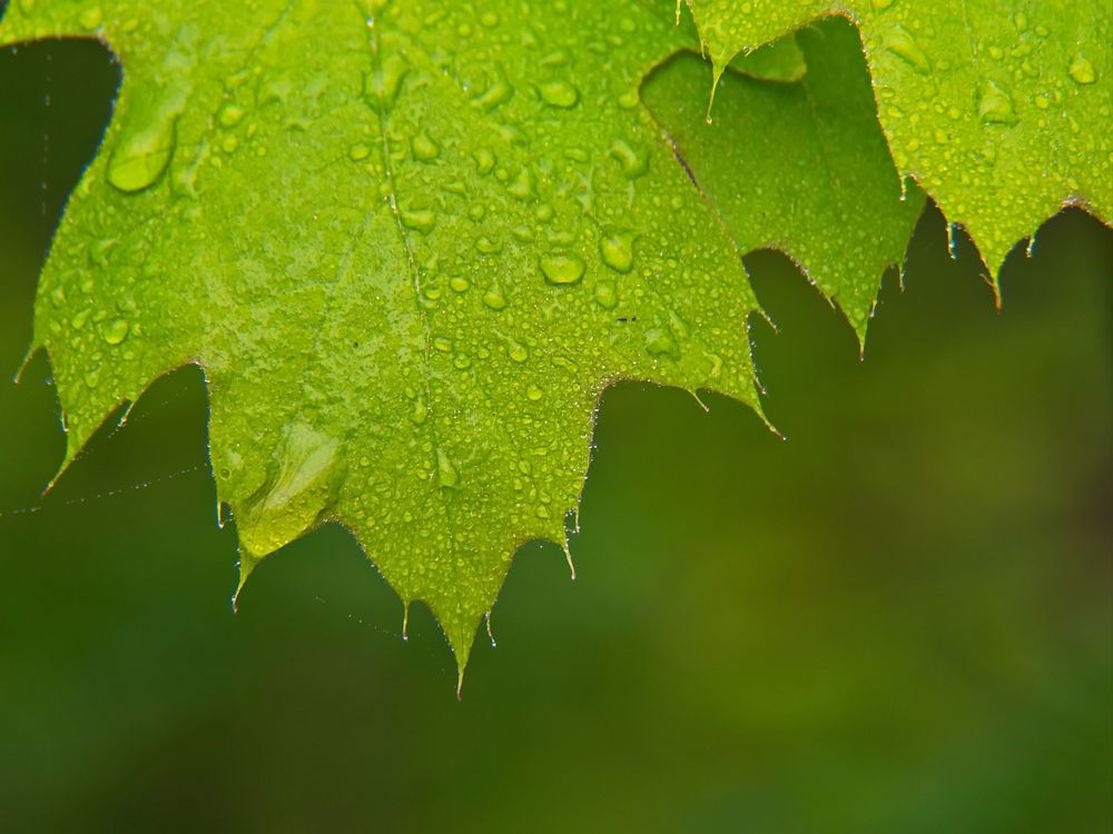 Leaf Dew Rain, free public domain CC0 photo.