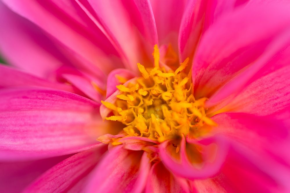 Free pink flower image, public domain nature CC0 photo.
