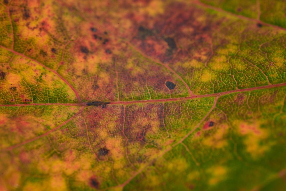 Leaf Abstract Nature 