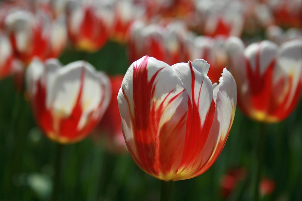 Free tulip garden image, public domain flower CC0 photo.