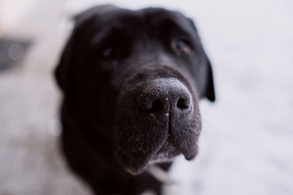 Free close up black labrador retriever dog's face image, public domain animal CC0 photo.