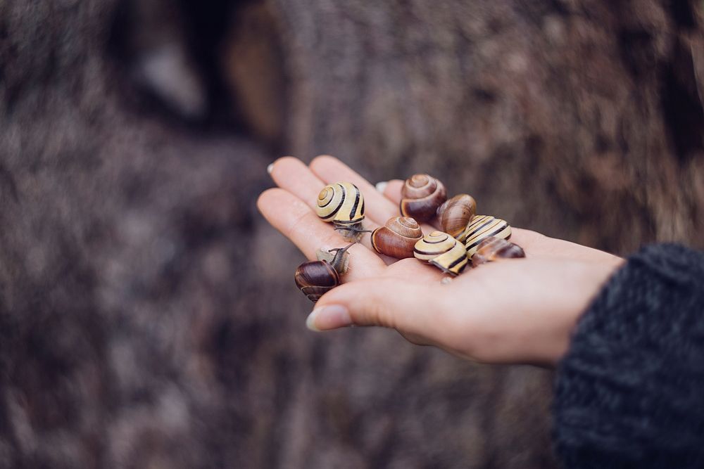 Free snails on the hand image, public domain people CC0 photo.