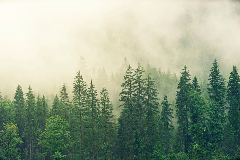 Free misty woods image, public domain nature CC0 photo.